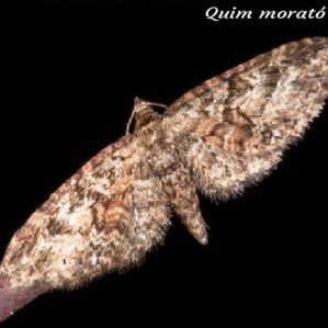 Eupithecia cocciferata