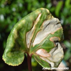 Gloeosporium cyclaminis. (Pat)