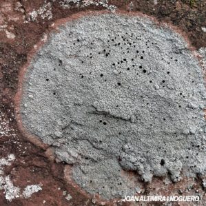 Lichenostigma rugosum