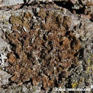 Melanelixia fuliginosa