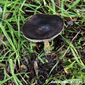 Melanoleuca stridula