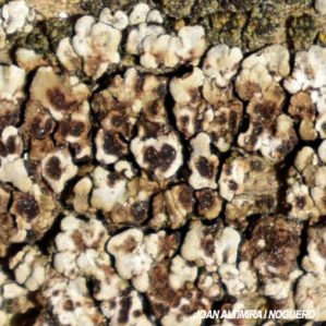 Myriospora smaragdula