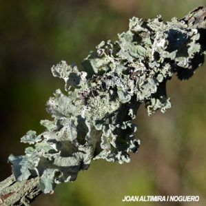 Parmotrema hypoleucinum.