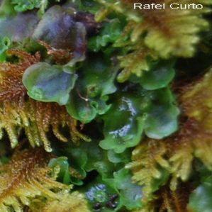 Pellia endiviifolia