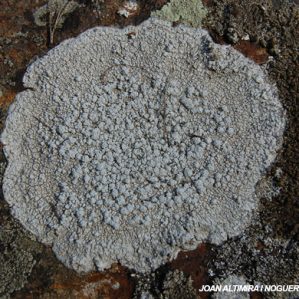 Lepra amara (forma saxícola)