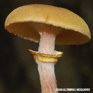 Phaeolepiota aurea