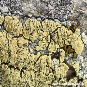 Cercidospora epipolytropa