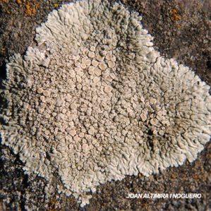 Protoparmeliopsis muralis var. subcartilaginea