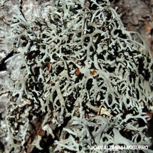 Pseudevernia furfuracea. (forma fértil)