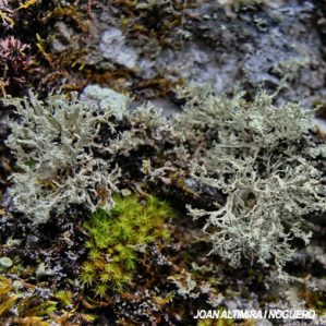 Ramalina requienii