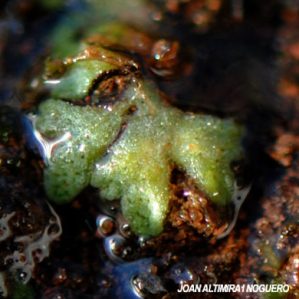 Riccia glauca
