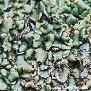 Sphaerellothecium araneosum