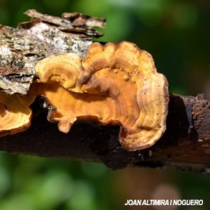Stereum complicatum