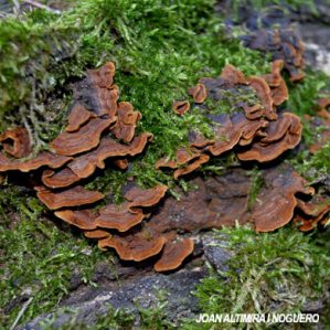 Stereum hirsutum
