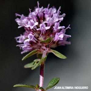 Thymus praecox