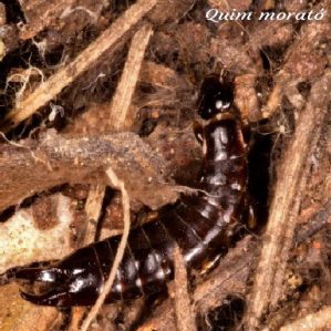 Euborellia moesta