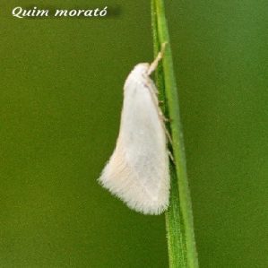 Elachista argentella