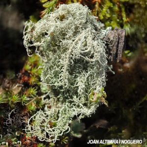 Usnea esperantiana