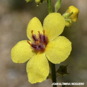 Verbascum rotundifolium