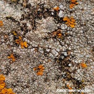 Verrucaria fuscula