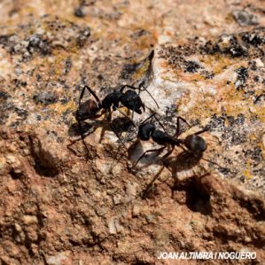 Camponotus cruentatus