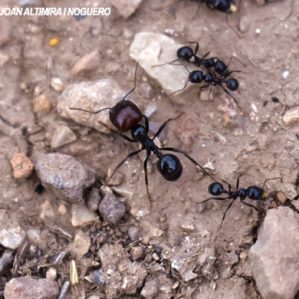 Messor barbarus