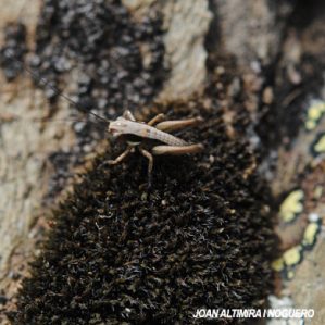 Yersinella raymondii