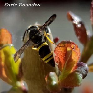 Ancistrocerus biphaleratus