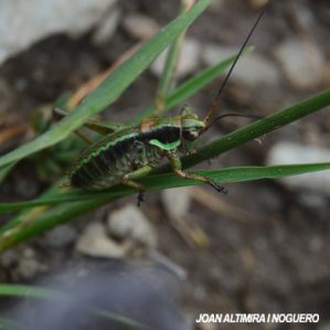 Antaxius hispanicus