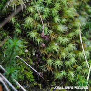 Bartramia ithyphylla