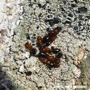 Camponotus lateralis