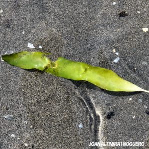 Caulerpa prolifera