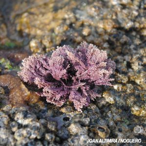 Corallina officinalis