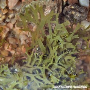Dictyota dichotoma
