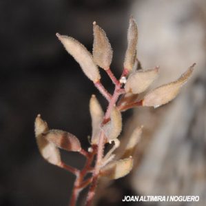 Draba tomentosa