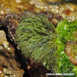 Ulva clathrata