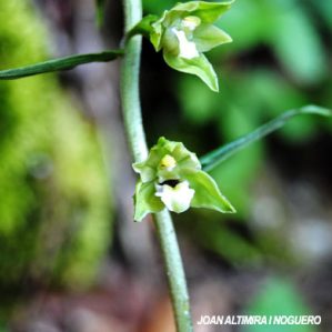 Epipactis rhodanensis