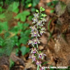 Epipactis helleborine