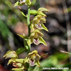 Epipactis muelleri