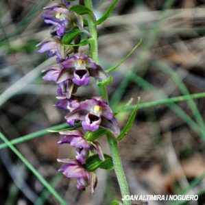 Epipactis tremolsii