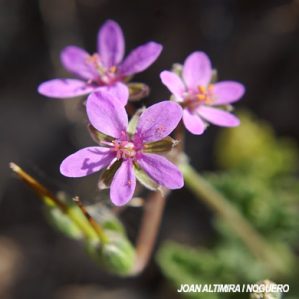 Erodium malacoides subsp. aragonense