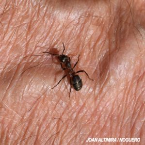 Formica rufa