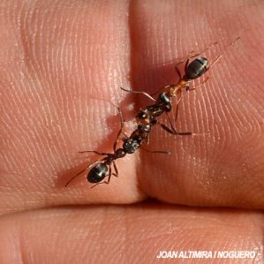 Formica sanguinea