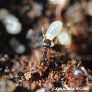 Lasius piliferus