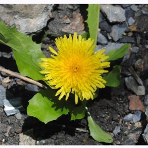 Liguliflor-a