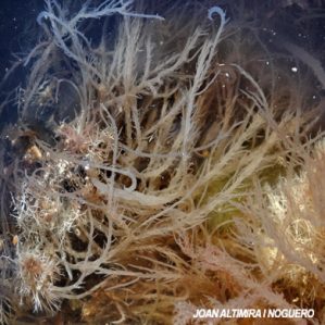 Hypnea Musciformis