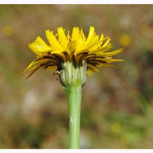 Pluriseriat-ada