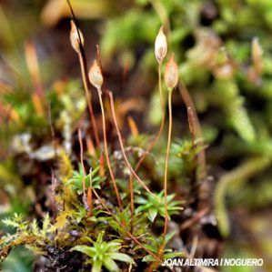 Pogonatum aloides