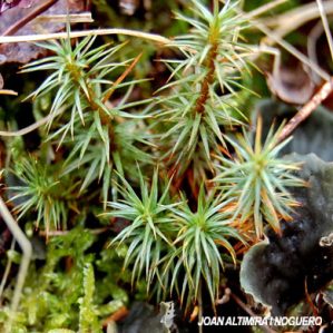 Polytrichum juniperinum