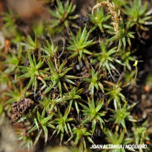 Polytrichum piliferum